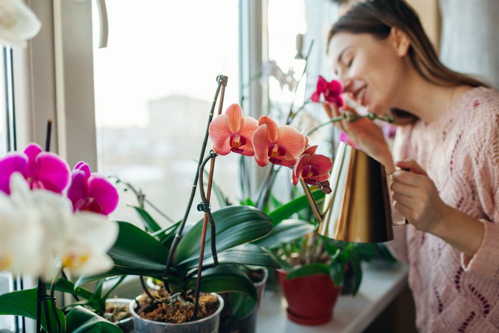 floración orquídeas phalaenopsis