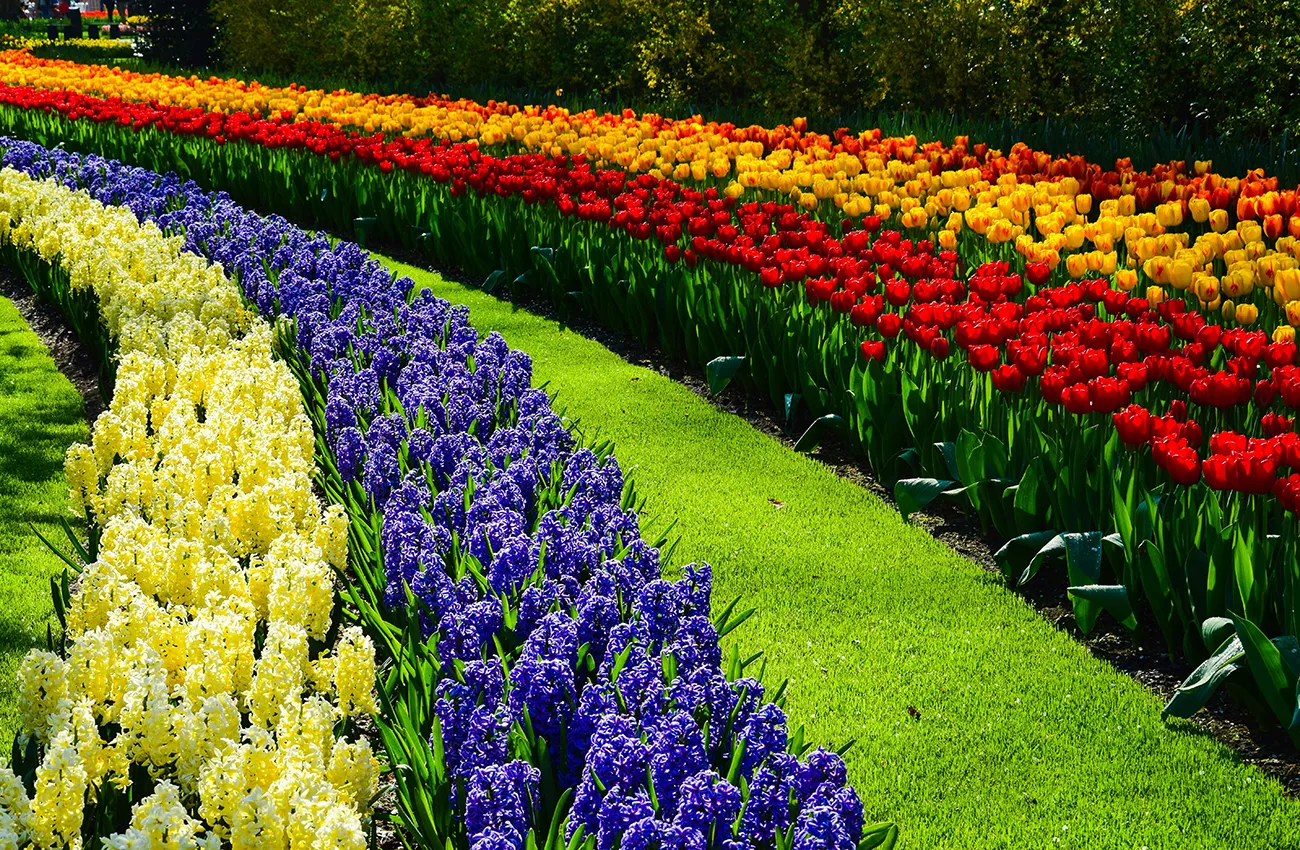 jardín tulipanes Amsterdam 