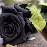 Existen las rosas negras naturales