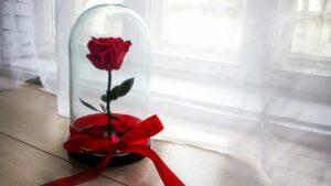 rosa eterna sant Jordi